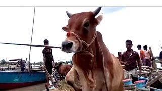 cow unloading। cow videos।big cow video
