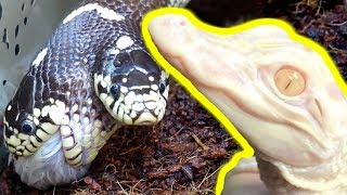 ALBINO ALLIGATOR, TWO HEAD SNAKE and MORE!! | BRIAN BARCZYK