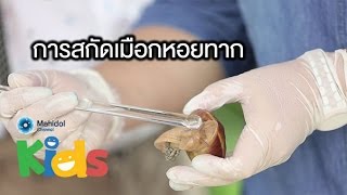 การสกัดเมือกหอยทาก เขาทำกันอย่างไร?  [Animals Speak by Mahidol]