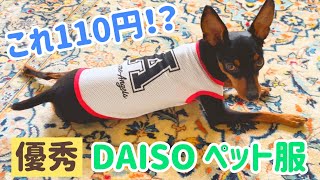 【ミニピン】コスパ最高！DAISO ペット服/大河2歳 ♂