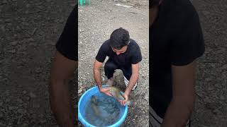 2kg Brown Trout Catch at a Fishing Farm | Amazing Net Fishing Moment #reels #shorts