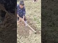 The process of digging organic sweet potatoes