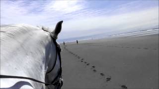 Galopping on the beach