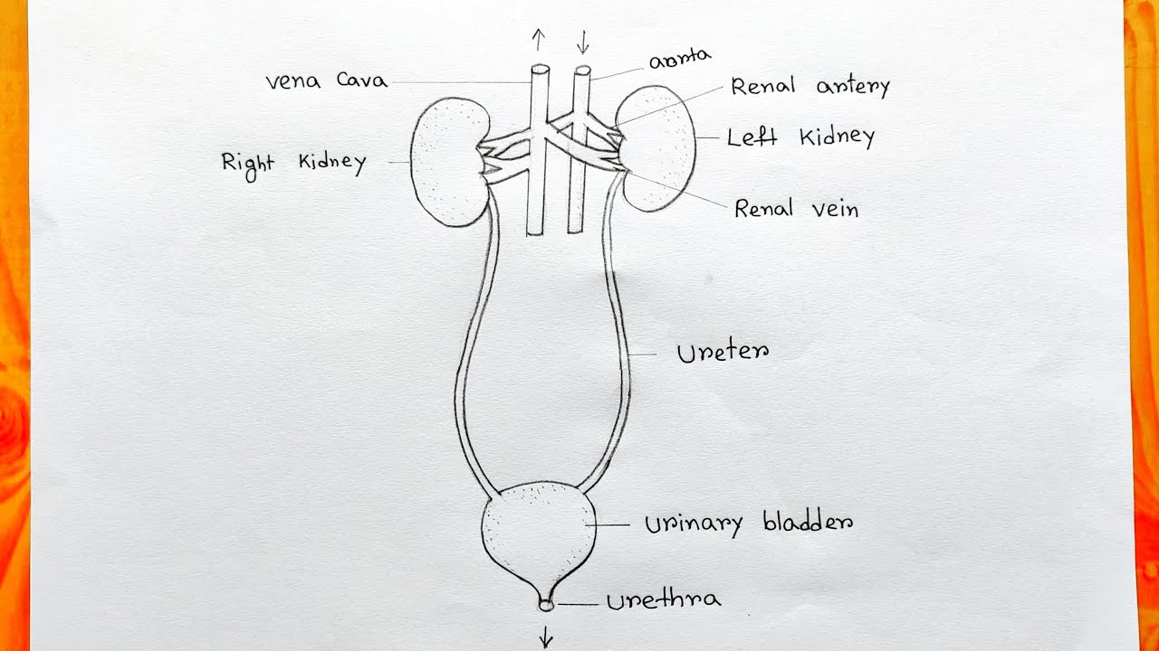 Urinary System Diagram Pdf