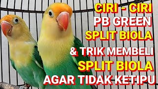 Ciri-ciri split biola PB green dan trik memilih split biola agar tidak ketipu