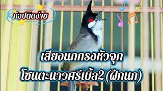 เสียงนกกรงหัวจุกโซนตะนาวศรีเบิ้ล 2 (ฝึกนก)ep.78