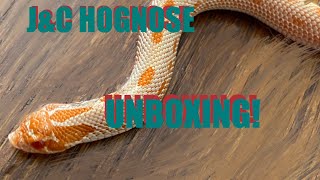 Hognose Snake Unboxing from J \u0026 C Hognose