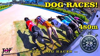 Greyhound Racing The Most Intense Races Ever Captured