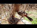 bulbul feeding cocoon baby birds in nest bulbul baby birds in nest video day 7