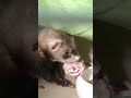 ベビーフェレット　生後２ヶ月　ferret baby ferret