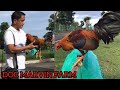 Doc Marvin Master Breeder Philippines - Big Farm