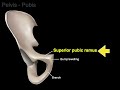 pelvis osteology os coxa