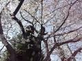 【桜開花】2011年04月06日、石戸蒲ザクラ（埼玉県北本市）