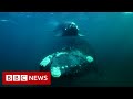 Tracking the surprise migration of southern right whales - BBC News