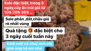 Sale lỗ vốn, em vốn ít nên em on sale lỗ vốn với các bác luôn nè. Cây ăn trái giá từ 10$ ,20$ ,30$ …