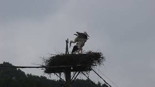 広島県世羅町のコウノトリ