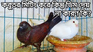 কবুতর মিটিং করে কিন্তু ডিম দেয় না কারণ কি?