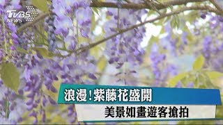 浪漫！紫藤花盛開　美景如畫遊客搶拍