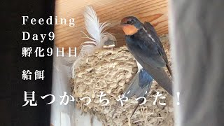 孵化9日目の給餌盗撮。やっぱり見つかっちゃった(笑)/Swallow parents feeding to their 6 chicks!