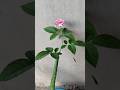 Propagate rose plant from cutting with Alovera #shorts #youtubeshorts #rose #roses #roseplant #grow