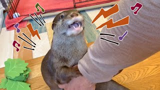 カワウソビンゴに嫉妬し甘え鳴きしまくるベル｜Otter Belle is jealous of Bingo and squeaking