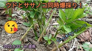 【ウド　ササノコ　ワラビ】道南の山で雑草のように生えるウドやワラビの山菜採り。2022.5.22