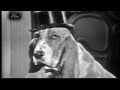 Elvis Presley - Hound Dog (The Steve Allen Show)