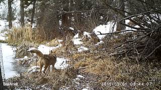 Coyote Marking its Scent