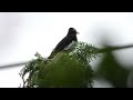 やっと撮れたクロツグミ 4k gray thrush finally taken 4k