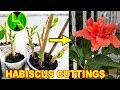 How to grow hibiscus from cuttings