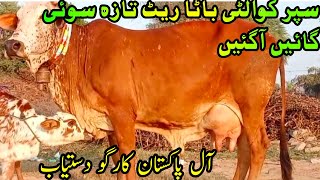 Top Quality For Dairy Farming / Pure Cholistani Sahiwal Cows For Sale Near Madrassa Mandi Bahawlnger