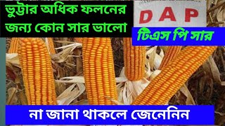 ভুট্টায় টিএসপি (Tsp)সার ভালো হবে নাকি ডিএপি (DAP) এবং কখন কোনটা প্রয়োগ করলে ভুট্টার গাছ মোটা হবে।