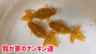 【出雲ナンキン】島根の天然記念物が我が家に【地金魚】