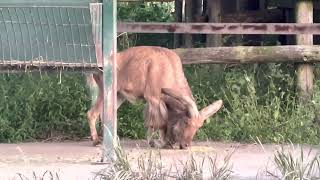 #バーバリーシープ　#Barbary sheep   #東武動物公園　#埼玉県南埼玉郡　2022.10.23