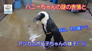 【ペンギン】アシカのポロ子ちゃんと、ペンギンのハニーちゃんの謎の表情・・・（伊勢シーパラダイス／水族館）