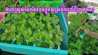 ជួយប្រាប់គ្នាតផង!!!បច្ចេកទេសដាំជីអង្កាមក្នុងកញ្ច្រែង ទទួលបានផលលើសពីការរំពឹងទុក