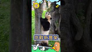 😂可愛的策略！🐼福寶＃fubao＃大熊貓#cute panda video