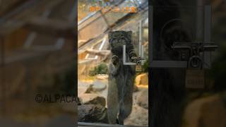 福を招くマヌルネコ　#shorts #神戸どうぶつ王国 #manul #pallascat #pallasscat #兔猻 #ナル