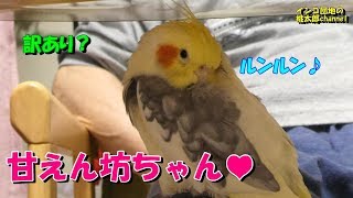 パパが復活して嬉しいオカメ君♪思いっきりパパに甘えるその理由が、、、♥　オカメインコ桃太郎