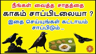 நீங்கள் வைத்த சாதத்தை காகம் சாப்பிட என்ன செய்ய வேண்டும் ?