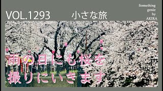 雨の日でも桜は美しく撮れる【vol 1293ツァイスイコンで桜を綺麗に撮りたくて】