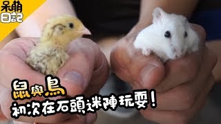 《倉鼠人》鼠與鳥初次在石頭迷陣玩耍 │呆萌日記03│