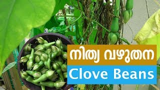 Nithya Vazhuthana (Clove Bean) നിത്യവഴുതന farming tips