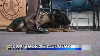 Morgan County K-9 Bullet back on job after line-of-duty injury