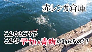 【赤レンガ倉庫】こんなところでこんなデカい青物が釣れるの！？ サビキ釣りをしていたら隣の人に異変が、、、