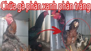 Gà hay bị phân xanh,  phân trắng cù  rù rụt cổ và cách khắc phục | Nguyễn Viết Hòa