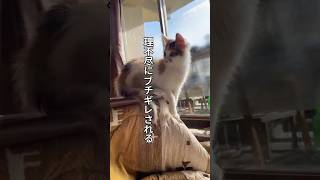 理不尽にブチギレされる猫　#子猫  #保護猫  #ねこ