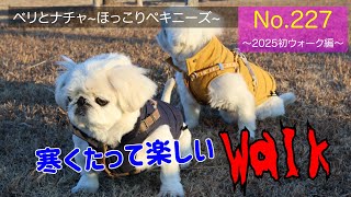 227『2025初ウォーク編』【ベリとナチャ ほっこりペキニーズ】【#ペキニーズ #癒し #犬】