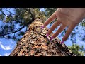 Outdoors ASMR In the Woods - Tapping / Scratching