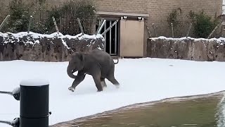 Teksas'taki hayvanat bahçesi sakinlerinin karla tanışma anları gülümsetti